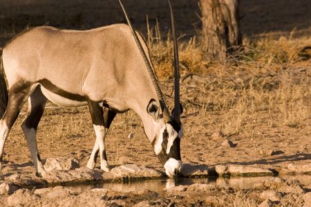 Oryx drinking from waterhole in Kgalagadi Tranfrontier Parkの写真素材