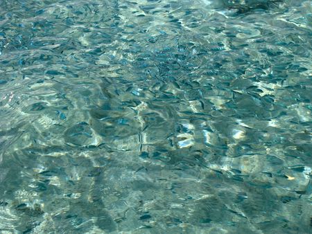 Abstract picture of school of tropical fishes