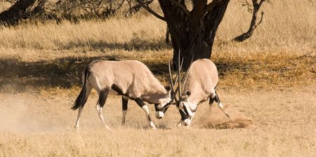 Two oryx fighting in Kgalagadi Transfrontier Parkの写真素材