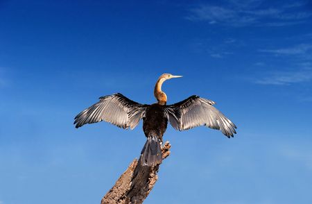 African Darter spreading its wings                        の写真素材