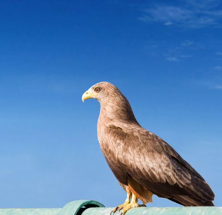 Brown Snake Eagle                      の写真素材