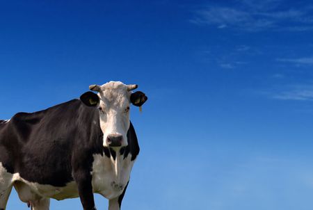 Black and white cow against a blue sky             の写真素材