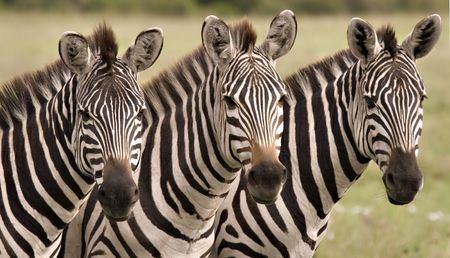 Close up of three zebras in Masai Mara Kenyaの写真素材