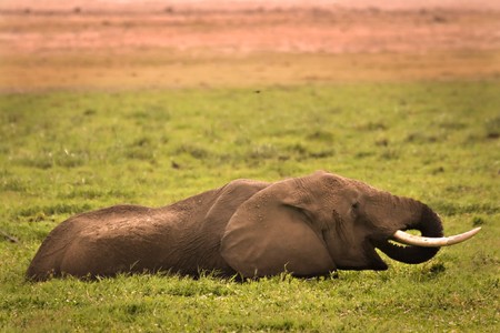 elephant eating in swamp in Amboseli Kenyaの写真素材