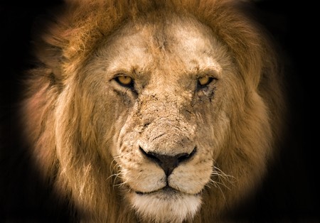 Lion against a black background