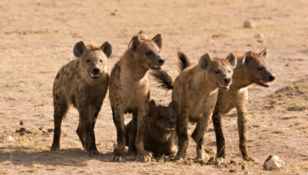 Pack of hyenas in Amboseli Kenyaの写真素材
