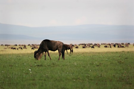 Grazing wildebeest during migration Masai Mara Kenyaの写真素材