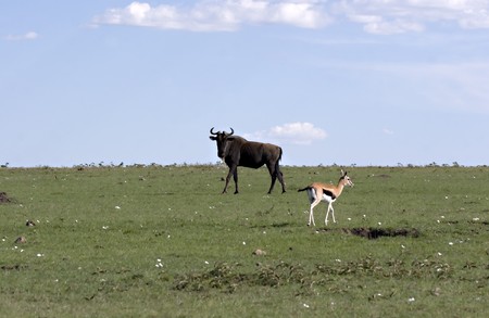 Wildebeest and gazelle in Masai Mara Kenyaの写真素材