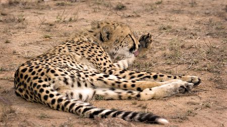 Cheetah washing itself in Thornybush Game Reserve South Africaの写真素材