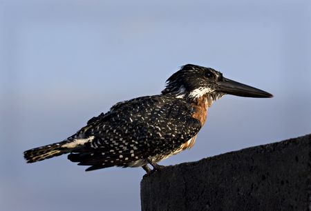 Giant Kingfisher Kruger National Park South Africaの写真素材