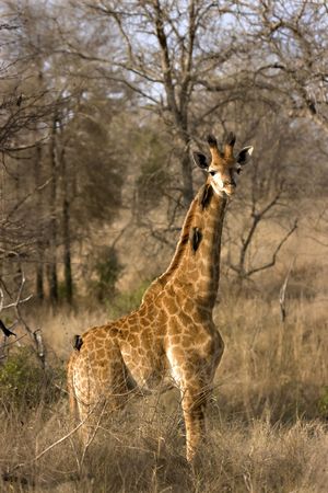 Giraffe calf with oxpeckers on neck in Kruger National Park South Africaの写真素材