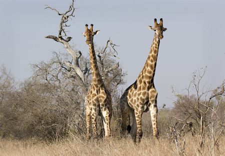 Giraffes in Kruger National Park South Africaの写真素材