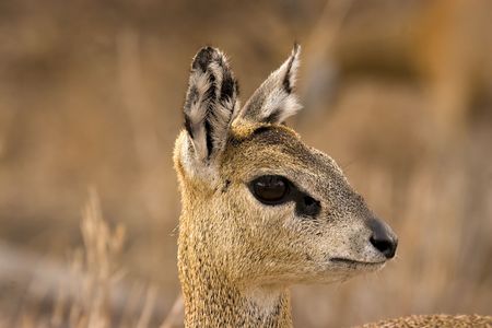 Klipspringer in Kruger National Park South Africaの写真素材