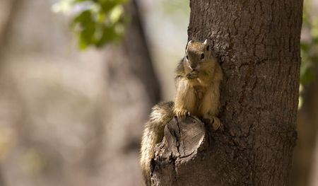 Tree squirrel in Kruger National Park South Africa