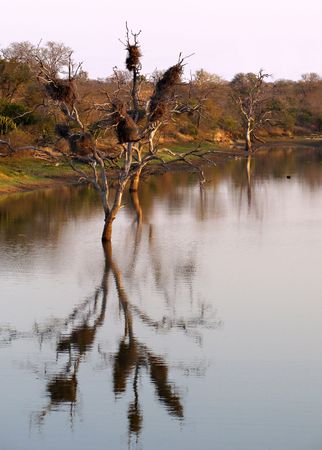 landscape thornybush game reserveの写真素材