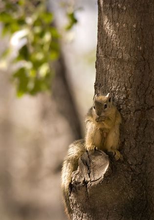 Tree squirrel in kruger national park south africaの写真素材