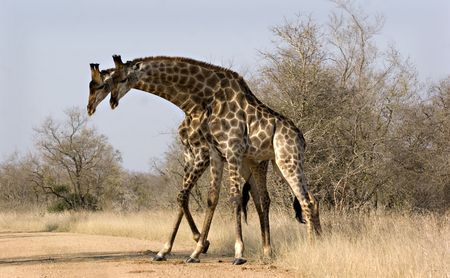 Two male giraffes in Kruger Park South Africaの写真素材