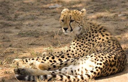 Cheetah in Thornybush Game Reserve South Africaの写真素材