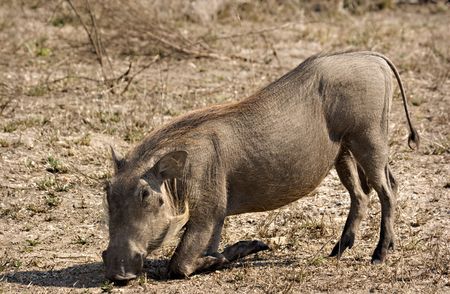 Warthog grazing in Kruger National Park South Africaの写真素材