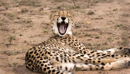 Yawning cheetah in Thornybush Game Reserve South Africaの写真素材