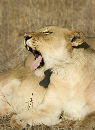 Yawning lioness in Thornybush Game Reserve South Africaの写真素材