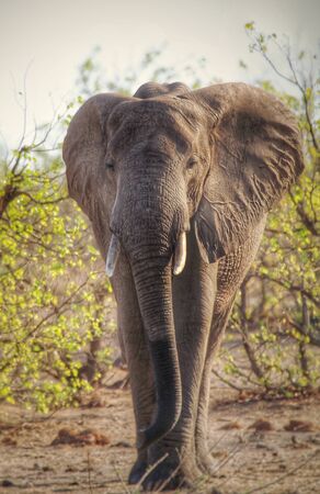 Elephant walking towards camera in Kruger National Park South Africaの写真素材