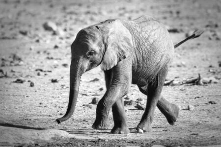 Elephant calf walking fast in Kruger National Park South Africa, in black and whiteの写真素材