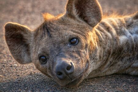 Spotted hyena in Kruger National Park staring into the cameraの写真素材