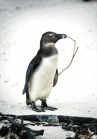 Penguin with a branch in its beak at Boulders Beach in South Africaの写真素材