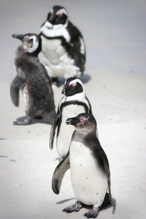 Penguins sunbathing at Boulders Beach in South Africaの写真素材