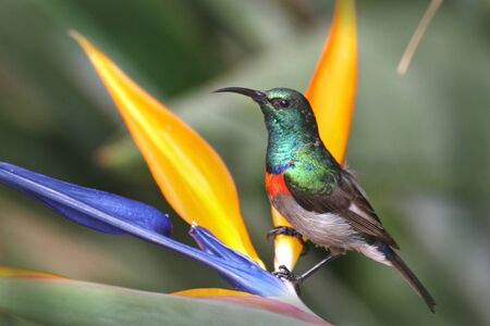 Lesser double collared sunbird in Kirstenbosch Botanical gardens in Cape Town South Africaの写真素材