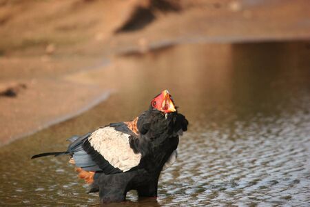 Bateleur crying out in Kruger National Park South Africaの写真素材