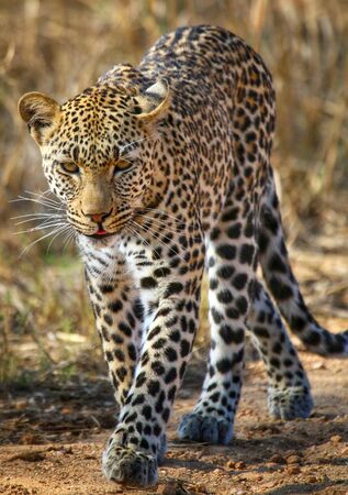 Leopard staring into the camera and licking its lips in Kruger National Park South Africaの写真素材