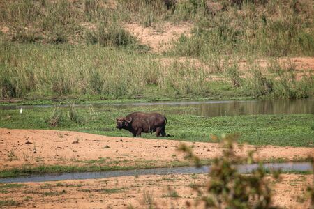 Cape Buffalo in a river in Kruger National Park South Africaの写真素材
