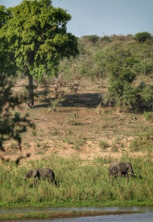 Elephants at the riverside in Kruger National park South Africaの写真素材