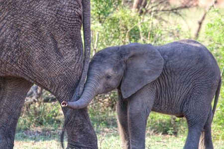 Elephant calf sniffing the air with its tiny trunk in Kruger National Park, South Africaの写真素材