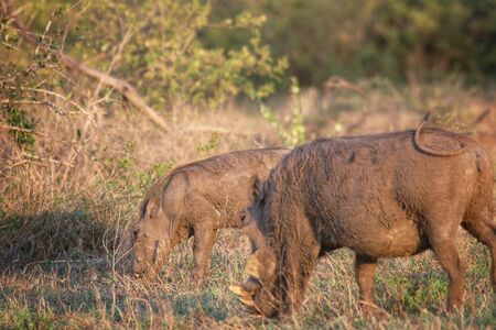 Two warthogs grazing in Kruger National Park South Africaの写真素材