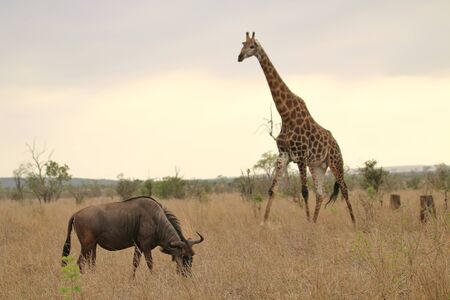 Wildebeest and giraffe in Kruger National Park South Africa
