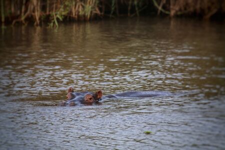 Hippo in a river in Kruger National Park South Africaの写真素材
