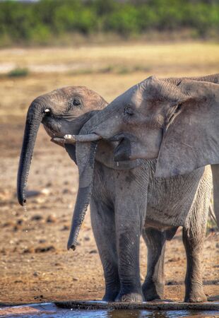Juvenile elephants at a waterhole in Kruger National Park South Africaの写真素材