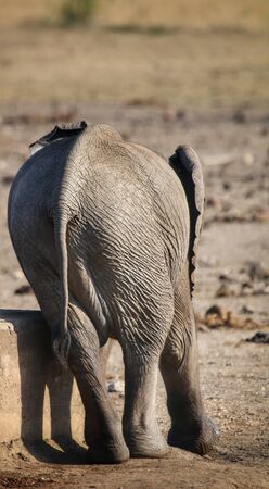 Juvenile elephant scrating an itch against concrete in Kruger National Park South Africaの写真素材