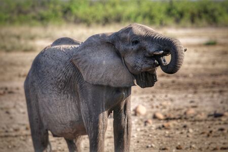 Elephant drinking in Kruger National Park South Africaの写真素材