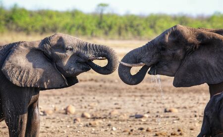Two elephants drinking in a symmetrical way in Kruger National Park South Africaの写真素材