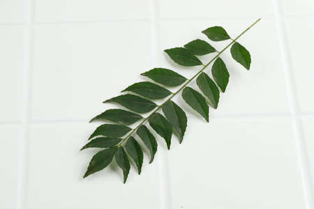Salam Koja (Murraya koenigii syn. Chalcas koenigi) or Temurui, Known as Curry Leaves. or Daun Kari. Isolated on Whiteの写真素材