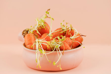 Not Fresh Rotten Carrot, Carrot wth Sproutの写真素材