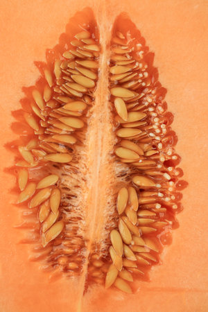 Background  Orange Color of Core, Seeds, and Pulp of Cantaloupe Melon.  Close Up, Food Backgroundの写真素材