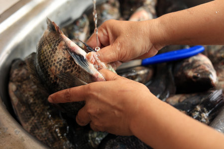 Close Up Cleaning Fish on Water Sink Before Cooking, Weed the Fish. Bersih Ikan Nila or Tilapiaの写真素材