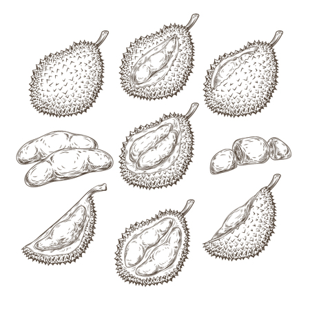 Set of vector illustrations, icons of a durian fruit whole and peeled in an engraving style isolated on a white background. Print, template, design elementのイラスト素材