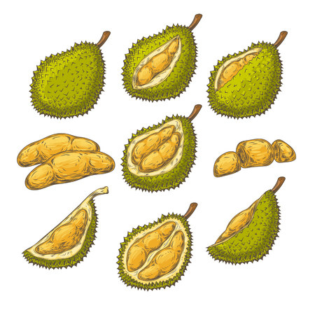 Set of vector color illustrations, icons of a durian fruit whole and peeled in an engraving style isolated on a white background. Print, template, design elementのイラスト素材