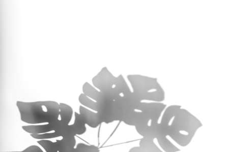 Shadows from plants on a white wall. Shadow of monstera leaves on a white background.